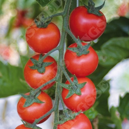Picture of Tomato Sakura F1